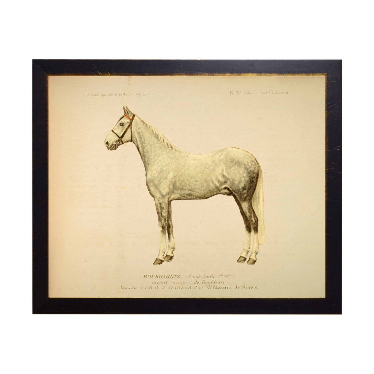 Reproduction Print of Light Dapple Grey Horse, Boukharetz, Black Frame with Bronze Beading