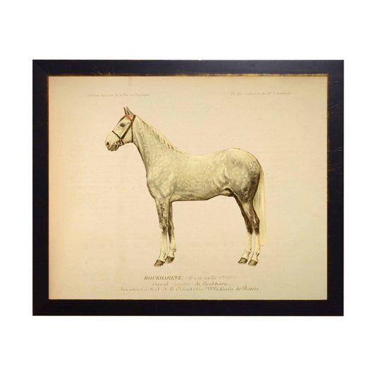 Reproduction Print of Light Dapple Grey Horse, Boukharetz, Black Frame with Bronze Beading