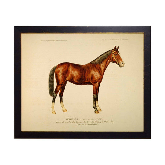 Framed Reproduction Print of Arabella, Arabian Chestnut Horse