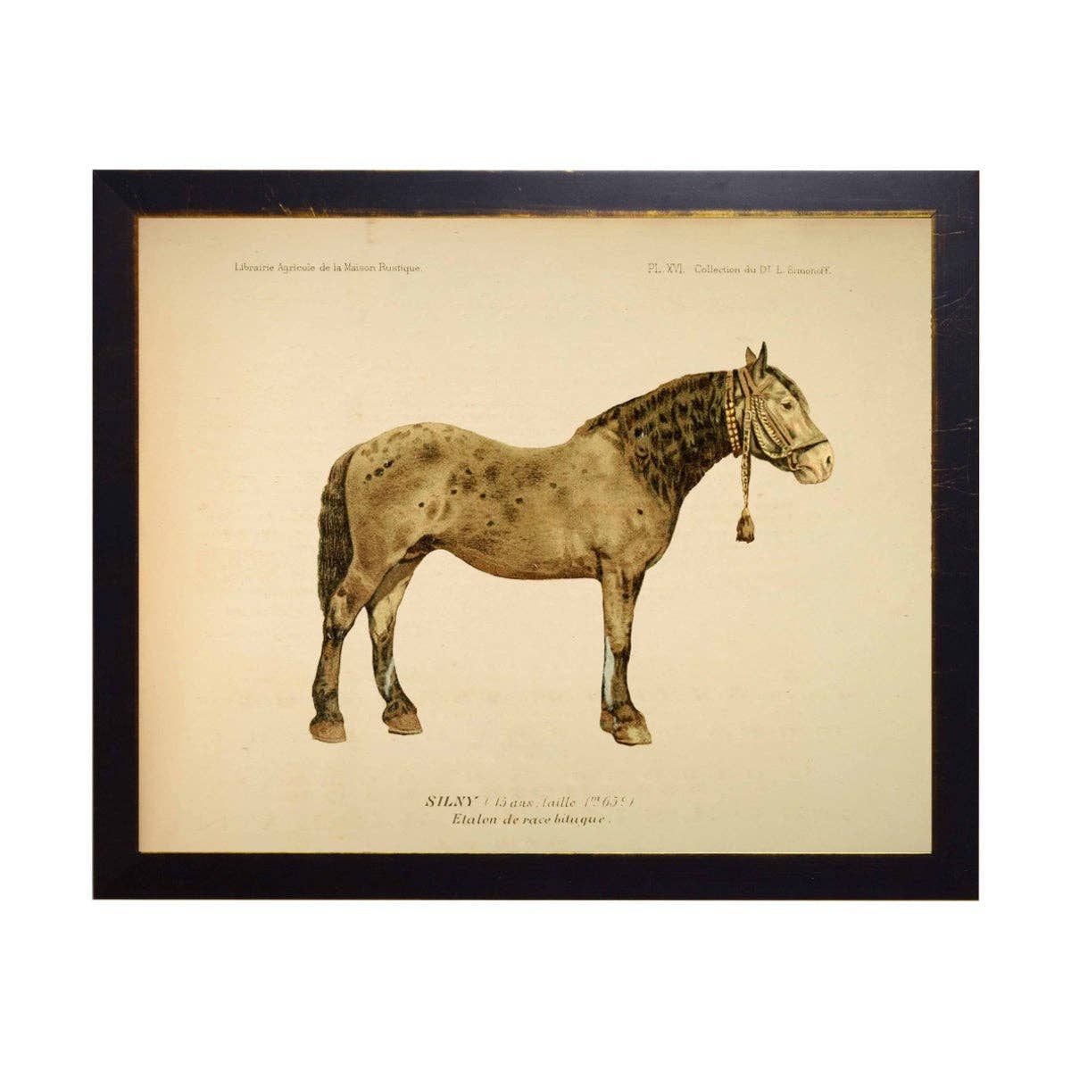 Reproduction Print of Silny, a Stallion of the Bitugue Horse Breed, Black Frame with Bronze Beading