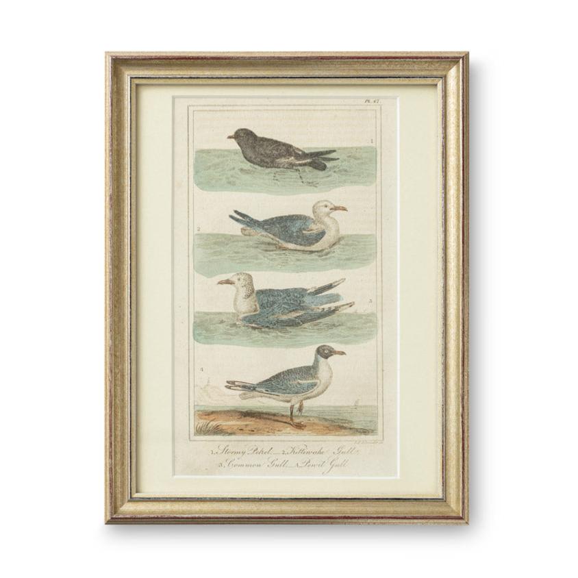 Hand colored antique lithograph by G.F. Schreeder