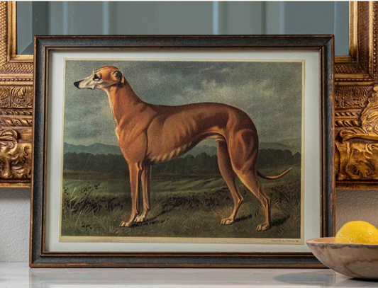 Reproduction Print of Old Bree Whippet 